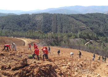 Município promove reflorestação no baldio de Rio de Mel