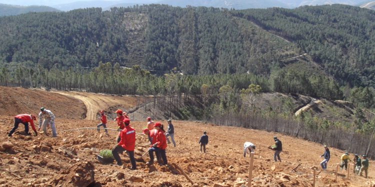 Município promove reflorestação no baldio de Rio de Mel