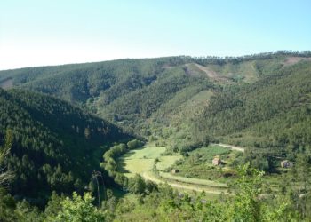 CAULE planta espécies autóctones em áreas de pinhal infetado com doença do nemátodo