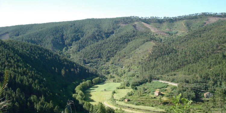 CAULE planta espécies autóctones em áreas de pinhal infetado com doença do nemátodo