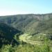 CAULE planta espécies autóctones em áreas de pinhal infetado com doença do nemátodo
