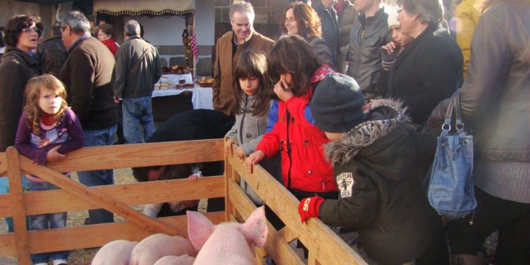 Feira do Porco e do Enchido de Meruge promete grandes momentos
