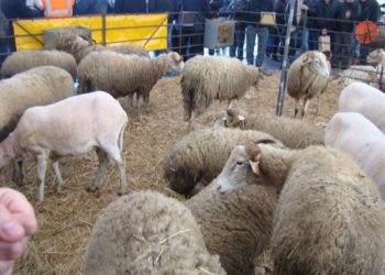 XXIII Festa do Queijo Serra da Estrela marcada para os dias 15 e 16 de março em Oliveira do Hospital