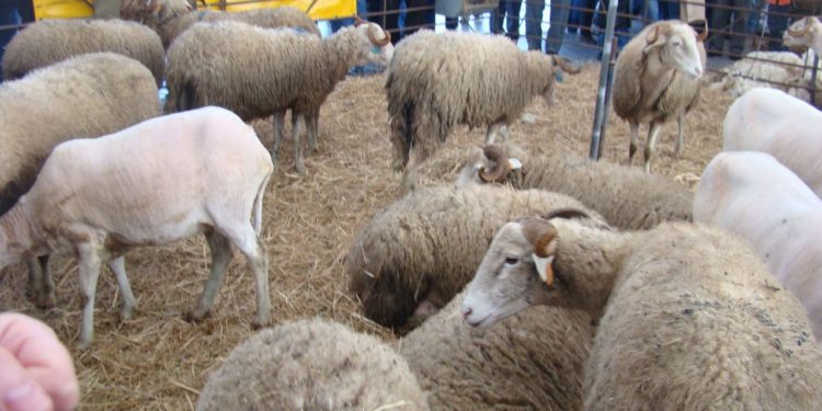 XXIII Festa do Queijo Serra da Estrela marcada para os dias 15 e 16 de março em Oliveira do Hospital