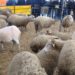 XXIII Festa do Queijo Serra da Estrela marcada para os dias 15 e 16 de março em Oliveira do Hospital