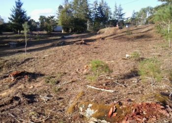 Meruge denuncia “crime ambiental” em parque emblemático da freguesia