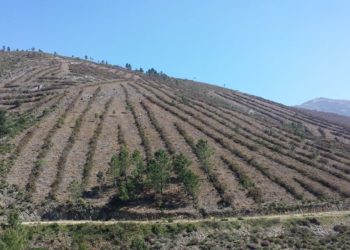 CAULE planta 75 mil árvores em área ardida em 2005
