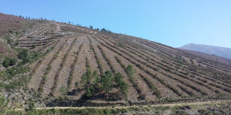 CAULE planta 75 mil árvores em área ardida em 2005