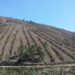 CAULE planta 75 mil árvores em área ardida em 2005