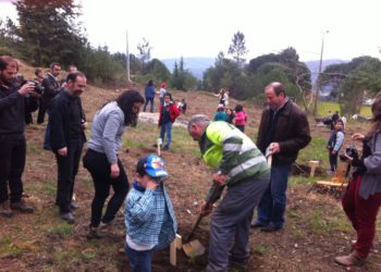 Autarquia repõe pinheiros mansos no Parque de S. Bartolomeu