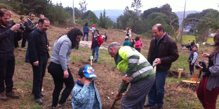 Autarquia repõe pinheiros mansos no Parque de S. Bartolomeu