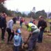 Autarquia repõe pinheiros mansos no Parque de S. Bartolomeu