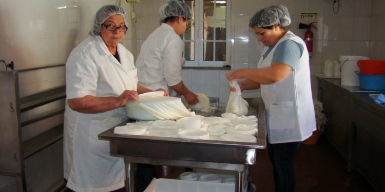 Tradição ainda é o que era na queijaria dos Lameiras