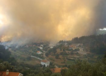 Município de Oliveira do Hospital promove ação de reflorestação na área ardida em Avô