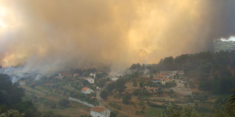 Município de Oliveira do Hospital promove ação de reflorestação na área ardida em Avô