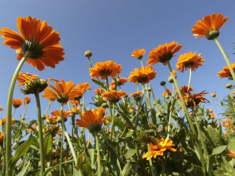 Calêndula e outras plantas silvestres estudadas para atenuar falta de alimentos