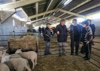 Ministra da Agricultura anuncia em Oliveira do Hospital reforço dos apoios à criação de ovelha bordaleira Serra da Estrela