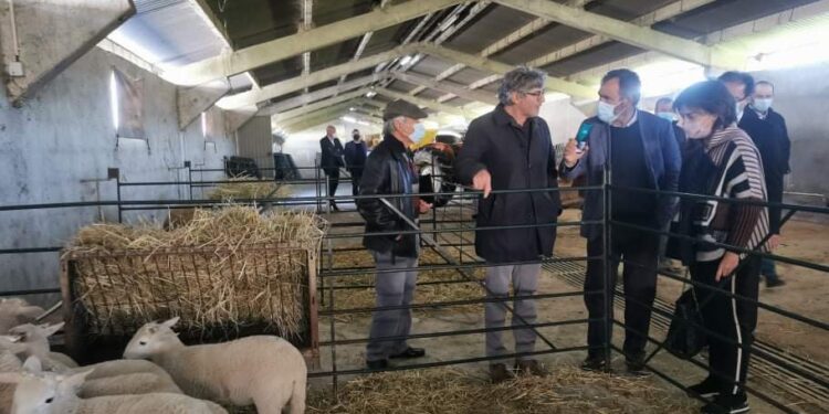 Ministra da Agricultura anuncia em Oliveira do Hospital reforço dos apoios à criação de ovelha bordaleira Serra da Estrela