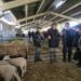 Ministra da Agricultura anuncia em Oliveira do Hospital reforço dos apoios à criação de ovelha bordaleira Serra da Estrela