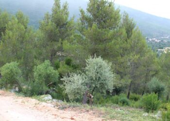 CAULE lidera “transformação” da paisagem numa área de cerca de cinco mil hectares nos concelhos de Oliveira do Hospital, Seia e Arganil
