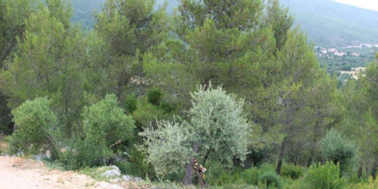 CAULE lidera “transformação” da paisagem numa área de cerca de cinco mil hectares nos concelhos de Oliveira do Hospital, Seia e Arganil