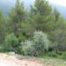 CAULE lidera “transformação” da paisagem numa área de cerca de cinco mil hectares nos concelhos de Oliveira do Hospital, Seia e Arganil
