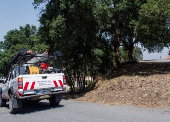 Município de Oliveira do Hospital apoia criadores de ovinos com alimentação