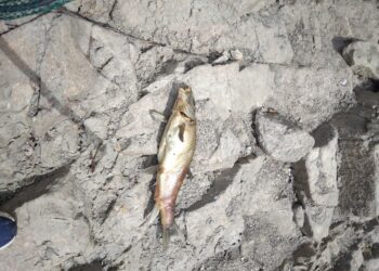 Movimentos alertam para desastre ambiental no rio Mondego no troço que atravessa o concelho de Oliveira do Hospital com peixes e outras espécies a morrerem
