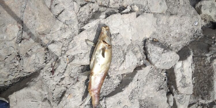 Movimentos alertam para desastre ambiental no rio Mondego no troço que atravessa o concelho de Oliveira do Hospital com peixes e outras espécies a morrerem
