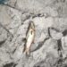 Movimentos alertam para desastre ambiental no rio Mondego no troço que atravessa o concelho de Oliveira do Hospital com peixes e outras espécies a morrerem