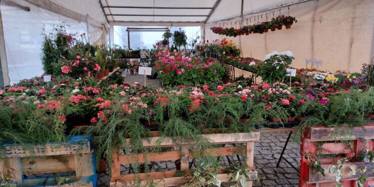 Feira da Primavera voltou a embelezar Meruge