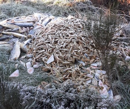 Descargas de várias toneladas de peixe e marisco estragado em Oliveira do Hospital estão a ser investigadas