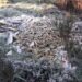 Descargas de várias toneladas de peixe e marisco estragado em Oliveira do Hospital estão a ser investigadas