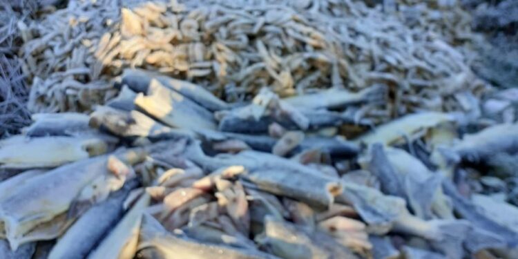 Descargas de várias toneladas de peixe e marisco estragado em Oliveira do Hospital estão a ser investigadas