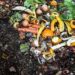 Tábua adere à compostagem doméstica de bioresíduos