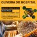 Programa de apoio aos apicultores com prazo alargado até 30 de setembro
