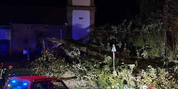 Tília centenária caiu em Oliveira do Hospital devido ao mau tempo