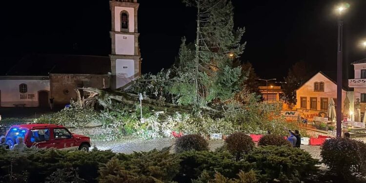 Tília centenária caiu em Oliveira do Hospital devido ao mau tempo