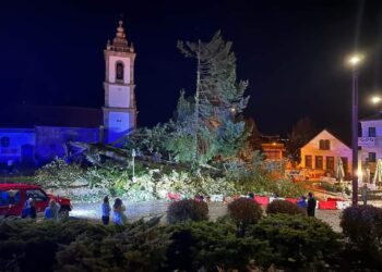 Tília centenária caiu em Oliveira do Hospital devido ao mau tempo