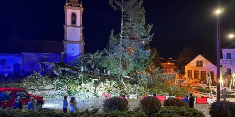 Tília centenária caiu em Oliveira do Hospital devido ao mau tempo