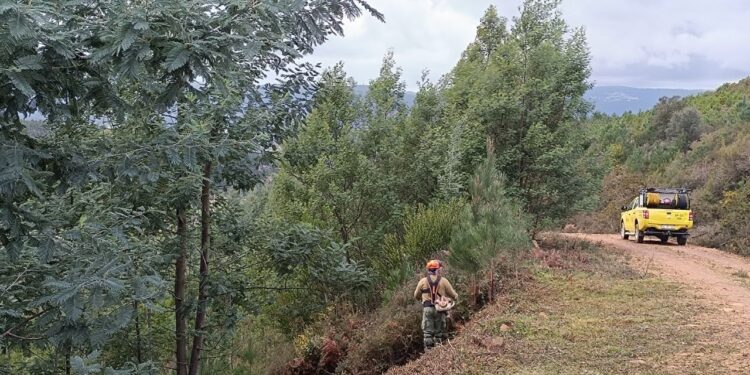 CIM Região de Coimbra inicia intervenções no território contra incêndios rurais