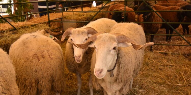 Seia celebra 47 anos de Feira do Queijo Serra da Estrela