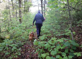 Município organiza Caniltrail na Sra. do Desterro