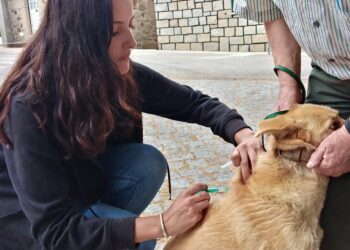 Vacinação Antirrábica começa a 21 de junho