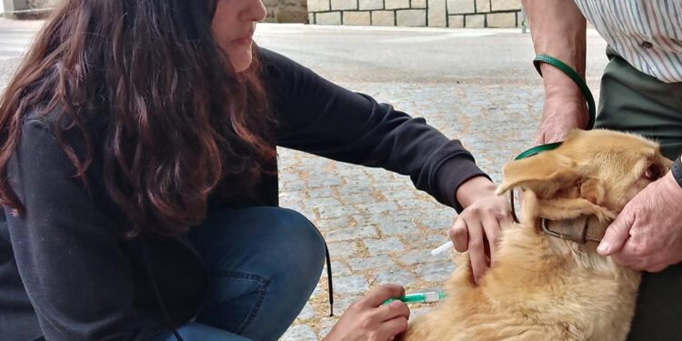 Vacinação Antirrábica começa a 21 de junho