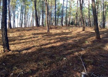 Seia vai receber voluntários jovens para a preservação da natureza e florestas