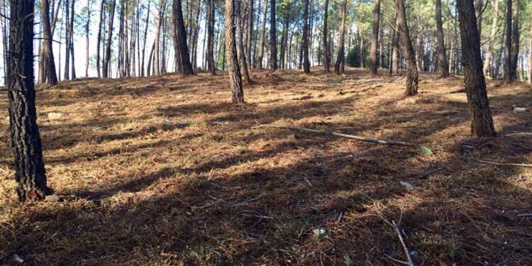 Seia vai receber voluntários jovens para a preservação da natureza e florestas