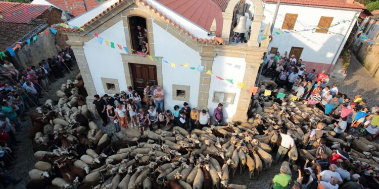 Festa da Transumância e dos Pastores celebra tradição ancestral em Seia