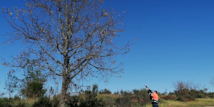 Programa de combate à vespa asiática destrói mais de 600 ninhos em Oliveira do Hospital