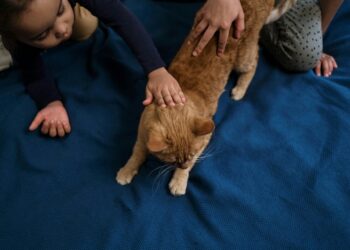 Oliveira do Hospital promove apoio à esterilização de animais de companhia